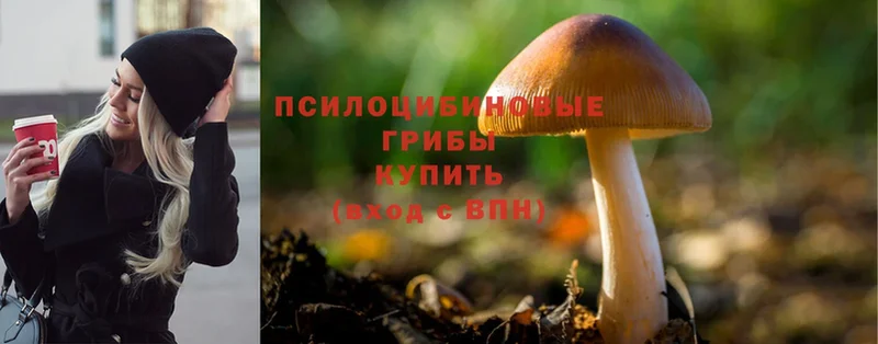 Галлюциногенные грибы Psilocybine cubensis  Тосно 